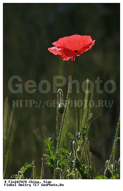 �����, �����, �����