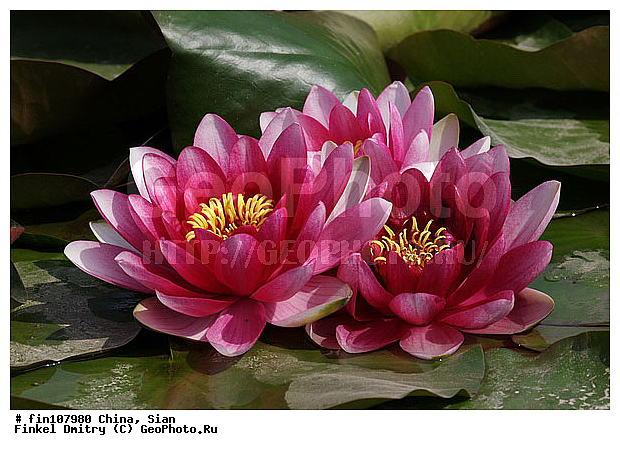 �����, �����, �����