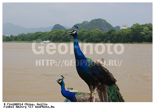 �������, �����, ��������, ��������, �����, �����, ��������, �����������, ���������, Phasianidae, XYZ, ������, ������������ ������, ��������� ������, Pavo cristatus