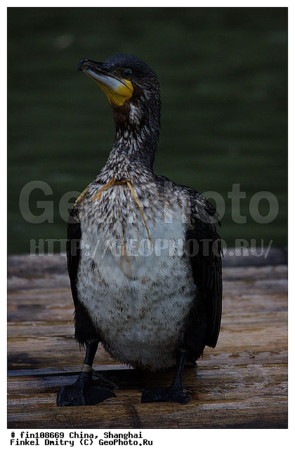 �����, ��� ����, ����������� �����, �������