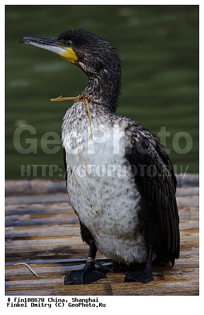 �����, ��� ����, ����������� �����, �������