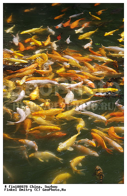 �����, ������, �����