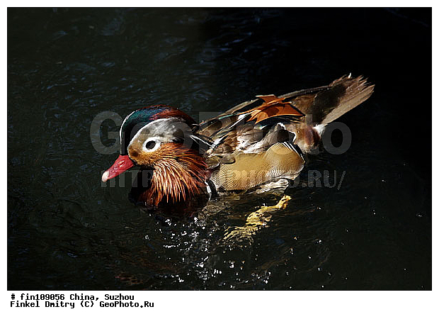 �����, ������, �����, ��������, ��������, �����, �����, ��������, �����������, �����������������, ������������� �����, ������������� �����, XYZ, ������, Anatidae, ����������, Aix galericulata