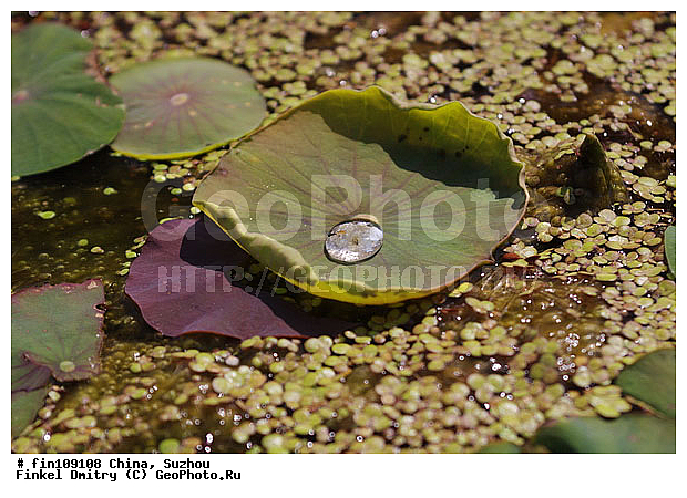 �����, ������, �����