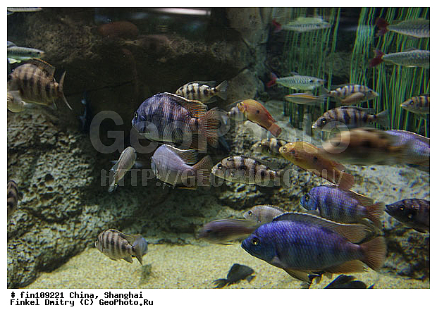 ������, ����������