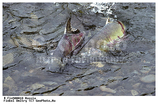 ��������, �������, ��������, ������, ������� ������, ����