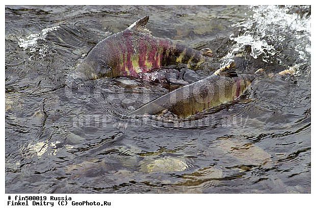 ��������, �������, ��������, ������, ������� ������, ����