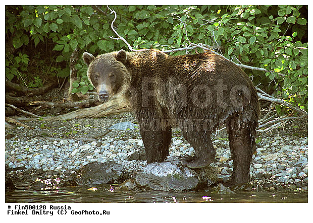 ��������, ����������, �����, ��������, ����������, �������, �����, �������������, �����, �����, XYZ, ��������, Ursidae, ����� �������, ������������ �������, Ursus arctos, �������������, �����, �����, XYZ, ��������, Ursidae, ����� �������, ������������ �������, Ursus arctos