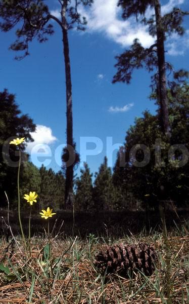 �������, �������