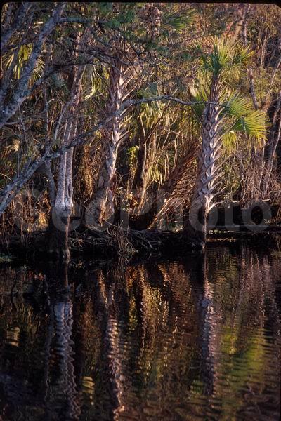 �������, �������