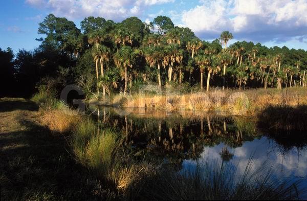 �������, �������