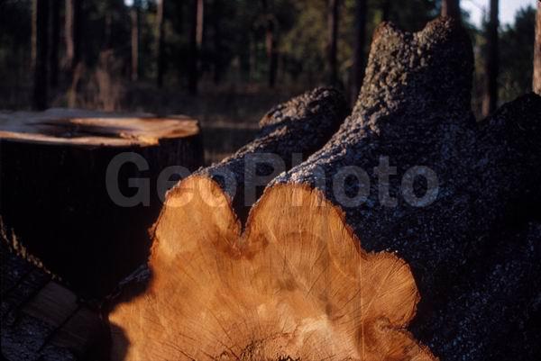 �������, �������