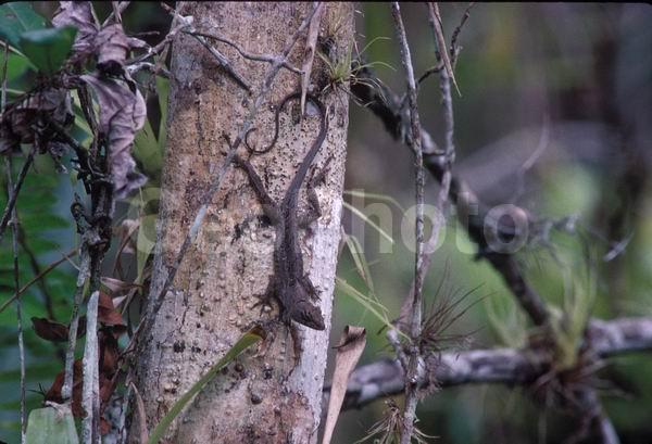 �������, �������