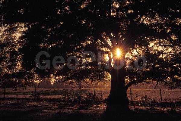 �������, �������