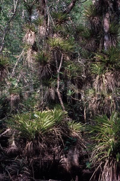 �������, �������