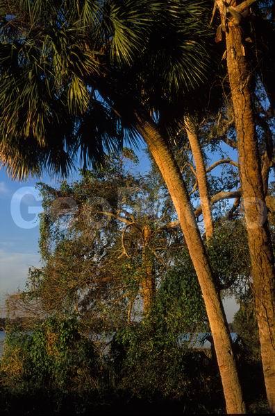 �������, �������