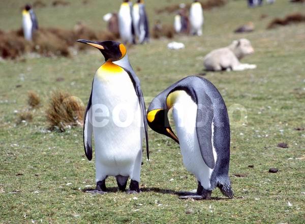 ������, ��������, ����� ���������, ������� �����, ������� �����, XYZ, �����������, ��������, Spheniscidae, ����������� �������, Aptenodytes patagonicus, ������� �����, ������� �����, XYZ, �����������, ��������, Spheniscidae, ����������� �������, Aptenodytes patagonicus