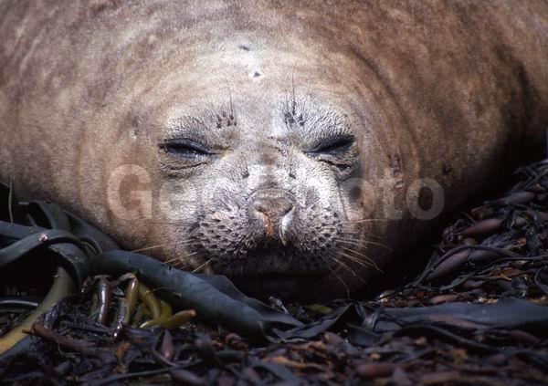 ������, ��������, ����� ���������, ������� �������������, ������� �������������, ������� �����, XYZ, ��������� ������, Phocidae, ����� ������� ����, Mirounga leonina, ������� �������������, ������� �������������, ������� �����, XYZ, ��������� ������, Phocidae, ����� ������� ����, Mirounga leonina