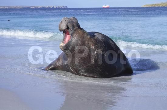 ������, ��������, ����� ���������, �����, ������� �������������, ������� �������������, ������� �������������, ������� �����, XYZ, ��������� ������, Phocidae, ����� ������� ����, Mirounga leonina, ������� �������������, ������� �������������, ������� �����, XYZ, ��������� ������, Phocidae, ����� ������� ����, Mirounga leonina
