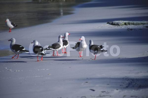 ������, ��������, ����� ���������, ������� �����, ������� �����, XYZ, ��������, Laridae, ����������� �����, Leucophaeus scoresbii, Larus scoresbii, ������� �����, ������� �����, XYZ, ��������, Laridae, ����������� �����, Leucophaeus scoresbii, Larus scoresbii