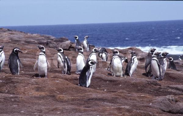 ������, ��������, ����� ���������, ������� �����, ������� �����, XYZ, �����������, ��������, Spheniscidae, ���������� �������, ������������ �������, Spheniscus magellanicus