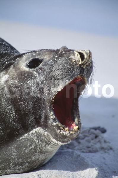 ������, ��������, ����� ���������, ������� �������������, ������� �������������, ������� �����, XYZ, ��������� ������, Phocidae, ����� ������� ����, Mirounga leonina, ������� �������������, ������� �������������, ������� �����, XYZ, ��������� ������, Phocidae, ����� ������� ����, Mirounga leonina