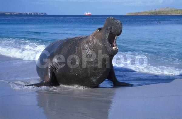 ������, ��������, ����� ���������, ������� �������������, ������� �������������, ������� �����, XYZ, ��������� ������, Phocidae, ����� ������� ����, Mirounga leonina, ������� �������������, ������� �������������, ������� �����, XYZ, ��������� ������, Phocidae, ����� ������� ����, Mirounga leonina