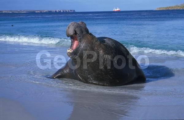 ������, ��������, ����� ���������, ������� �������������, ������� �������������, ������� �����, XYZ, ��������� ������, Phocidae, ����� ������� ����, Mirounga leonina, ������� �������������, ������� �������������, ������� �����, XYZ, ��������� ������, Phocidae, ����� ������� ����, Mirounga leonina