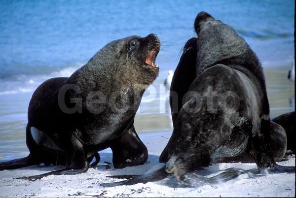 ������, ��������, ����� ���������, ������� �������������, ������� �������������, ������� �����, XYZ, ������� ������, Otariidae, ����� ������� ���, Otaria flavescens, Otaria byronia, ������� �������������, ������� �������������, ������� �����, XYZ, ������� ������, Otariidae, ����� ������� ���, Otaria flavescens, Otaria byronia