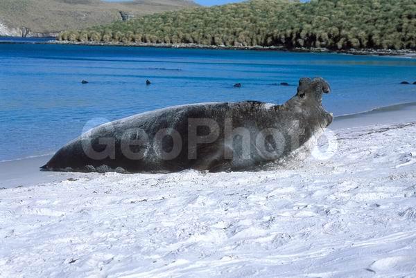 ������, ��������, ����� ���������, ������� �������������, ������� �������������, ������� �����, XYZ, ��������� ������, Phocidae, ����� ������� ����, Mirounga leonina, ������� �������������, ������� �������������, ������� �����, XYZ, ��������� ������, Phocidae, ����� ������� ����, Mirounga leonina