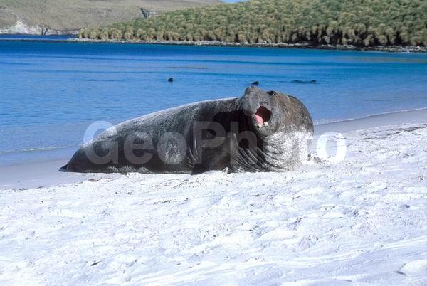 ������, ��������, ����� ���������, ������� �������������, ������� �������������, ������� �����, XYZ, ��������� ������, Phocidae, ����� ������� ����, Mirounga leonina, ������� �������������, ������� �������������, ������� �����, XYZ, ��������� ������, Phocidae, ����� ������� ����, Mirounga leonina