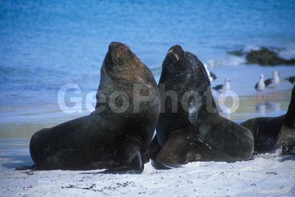 ������, ��������, ����� ���������, ������� �������������, ������� �������������, ������� �����, XYZ, ������� ������, Otariidae, ����� ������� ���, Otaria flavescens, Otaria byronia, ������� �������������, ������� �������������, ������� �����, XYZ, ������� ������, Otariidae, ����� ������� ���, Otaria flavescens, Otaria byronia