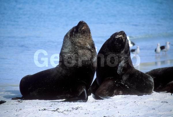 ������, ��������, ����� ���������, ������� �������������, ������� �������������, ������� �����, XYZ, ������� ������, Otariidae, ����� ������� ���, Otaria flavescens, Otaria byronia, ������� �������������, ������� �������������, ������� �����, XYZ, ������� ������, Otariidae, ����� ������� ���, Otaria flavescens, Otaria byronia