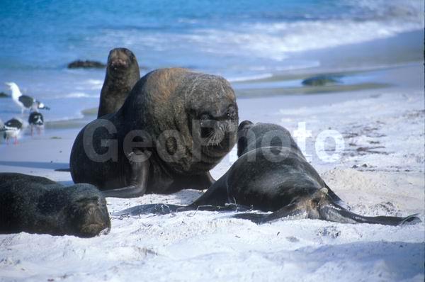 ������, ��������, ����� ���������, ������� �������������, ������� �������������, ������� �����, XYZ, ������� ������, Otariidae, ����� ������� ���, Otaria flavescens, Otaria byronia, ������� �������������, ������� �������������, ������� �����, XYZ, ������� ������, Otariidae, ����� ������� ���, Otaria flavescens, Otaria byronia