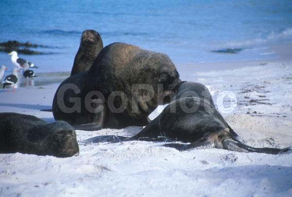 ������, ��������, ����� ���������, ������� �������������, ������� �������������, ������� �����, XYZ, ������� ������, Otariidae, ����� ������� ���, Otaria flavescens, Otaria byronia, ������� �������������, ������� �������������, ������� �����, XYZ, ������� ������, Otariidae, ����� ������� ���, Otaria flavescens, Otaria byronia