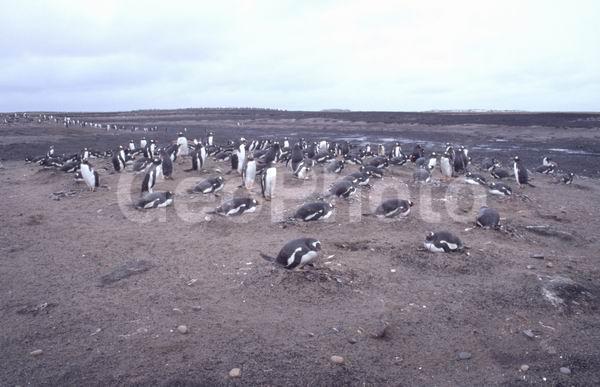 ������, ��������, ����� ���������, ������� �����, ������� �����, XYZ, �����������, ��������, Spheniscidae, ����������������� �������, ���������� �������, Pygoscelis papua, ������� �����, ������� �����, XYZ, �����������, ��������, Spheniscidae, ����������������� �������, ���������� �������, Pygoscelis papua