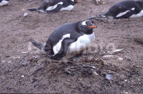 ������, ��������, ����� ���������, ������� �����, ������� �����, XYZ, �����������, ��������, Spheniscidae, ����������������� �������, ���������� �������, Pygoscelis papua, ������� �����, ������� �����, XYZ, �����������, ��������, Spheniscidae, ����������������� �������, ���������� �������, Pygoscelis papua