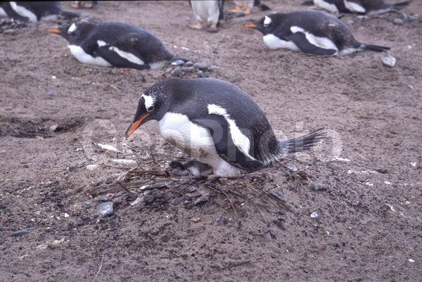 ������, ��������, ����� ���������, ������� �����, ������� �����, XYZ, �����������, ��������, Spheniscidae, ����������������� �������, ���������� �������, Pygoscelis papua, ������� �����, ������� �����, XYZ, �����������, ��������, Spheniscidae, ����������������� �������, ���������� �������, Pygoscelis papua