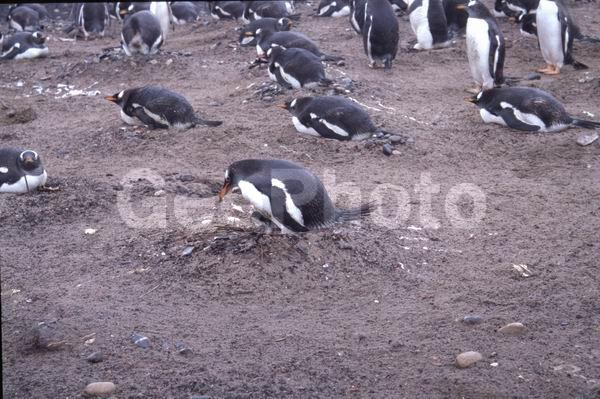������, ��������, ����� ���������, ������� �����, ������� �����, XYZ, �����������, ��������, Spheniscidae, ����������������� �������, ���������� �������, Pygoscelis papua, ������� �����, ������� �����, XYZ, �����������, ��������, Spheniscidae, ����������������� �������, ���������� �������, Pygoscelis papua