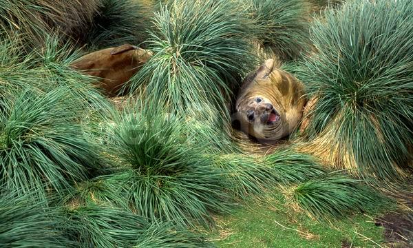 ������, ��������, ����� ���������, ������� �������������, ������� �������������, ������� �����, XYZ, ��������� ������, Phocidae, ����� ������� ����, Mirounga leonina, ������� �������������, ������� �������������, ������� �����, XYZ, ��������� ������, Phocidae, ����� ������� ����, Mirounga leonina