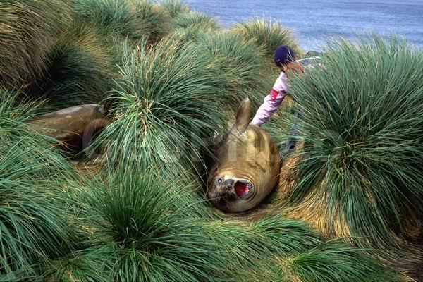 ������, ��������, ����� ���������, ������� �������������, ������� �������������, ������� �����, XYZ, ��������� ������, Phocidae, ����� ������� ����, Mirounga leonina, ������� �������������, ������� �������������, ������� �����, XYZ, ��������� ������, Phocidae, ����� ������� ����, Mirounga leonina