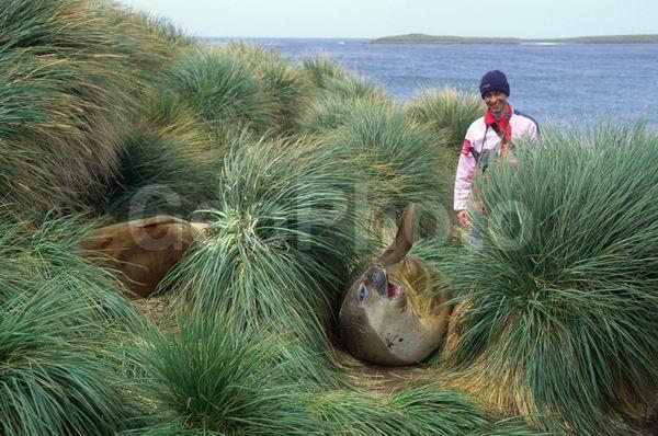 ������, ��������, ����� ���������, ������� �������������, ������� �������������, ������� �����, XYZ, ��������� ������, Phocidae, ����� ������� ����, Mirounga leonina, ������� �������������, ������� �������������, ������� �����, XYZ, ��������� ������, Phocidae, ����� ������� ����, Mirounga leonina