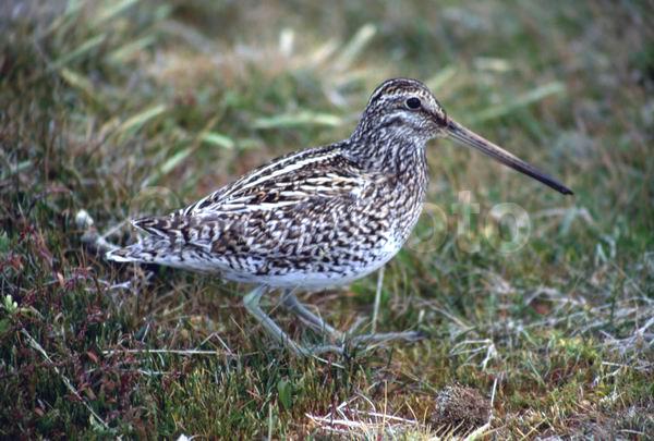 ������, ��������, ����� ���������, �����, ������, �����, �����, XYZ, ���������, Scolopacidae, ���������� �����, Gallinago paraguaiae magellanica, ���������������� �����, �����, ������, �����, �����, XYZ, ���������, Scolopacidae, ���������� �����, Gallinago paraguaiae magellanica, ���������������� �����