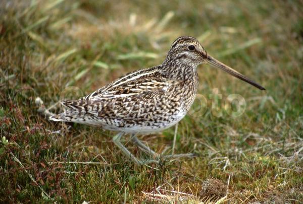 ������, ��������, ����� ���������, �����, ������, �����, �����, XYZ, ���������, Scolopacidae, ���������� �����, Gallinago paraguaiae magellanica, ���������������� �����, �����, ������, �����, �����, XYZ, ���������, Scolopacidae, ���������� �����, Gallinago paraguaiae magellanica, ���������������� �����