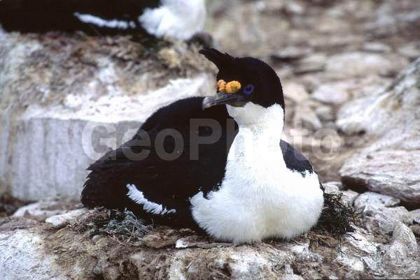 ������, ��������, ����� ���������, ������� �����, ������� �����, XYZ, ����������, Phalacrocoracidae, ������������ ������, Phalacrocorax atriceps, ������� �����, ������� �����, XYZ, ����������, Phalacrocoracidae, ������������ ������, Phalacrocorax atriceps