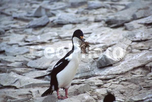 ������, ��������, ����� ���������, ������� �����, ������� �����, XYZ, ����������, Phalacrocoracidae, ������������ ������, Phalacrocorax atriceps, ������� �����, ������� �����, XYZ, ����������, Phalacrocoracidae, ������������ ������, Phalacrocorax atriceps