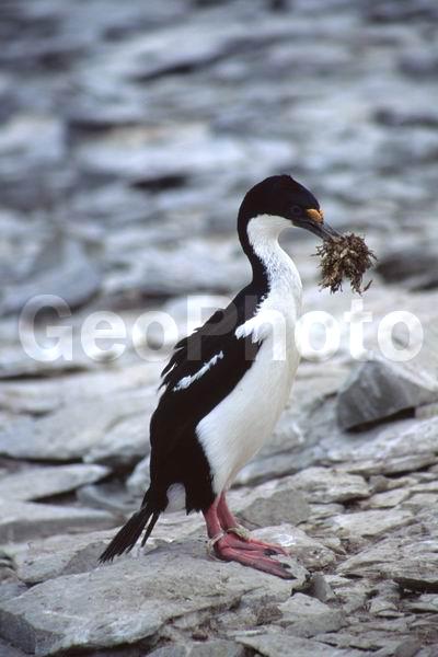 ������, ��������, ����� ���������, ������� �����, ������� �����, XYZ, ����������, Phalacrocoracidae, ������������ ������, Phalacrocorax atriceps, ������� �����, ������� �����, XYZ, ����������, Phalacrocoracidae, ������������ ������, Phalacrocorax atriceps