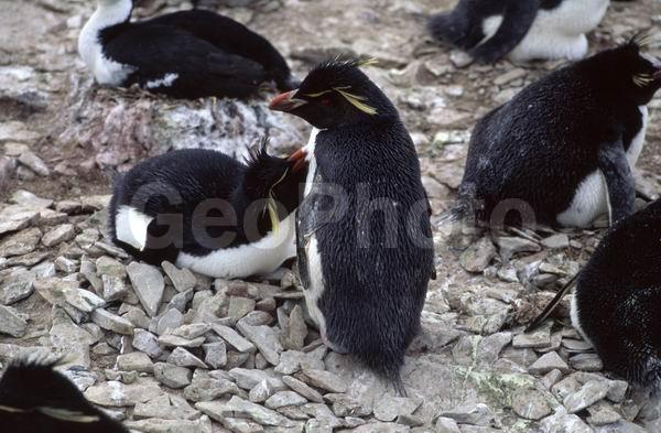 ������, ��������, ����� ���������, ������� �����, ������� �����, XYZ, �����������, ��������, Spheniscidae, �������-��������, Eudyptes chrysocome, ������� �����, ������� �����, XYZ, �����������, ��������, Spheniscidae, �������-��������, Eudyptes chrysocome