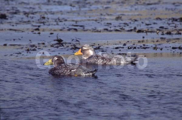 ������, ��������, ����� ���������, ��������, ��������, �����, �����, ��������, �����������, �����������������, ������������� �����, ������������� �����, XYZ, ������, Anatidae, ������������ ����-�������, ������������ ���������� ����-�������, Tachyeres brachypterus