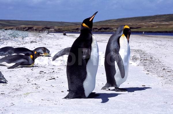 ������, ��������, ����� ���������, ������� �����, ������� �����, XYZ, �����������, ��������, Spheniscidae, ����������� �������, Aptenodytes patagonicus, ������� �����, ������� �����, XYZ, �����������, ��������, Spheniscidae, ����������� �������, Aptenodytes patagonicus